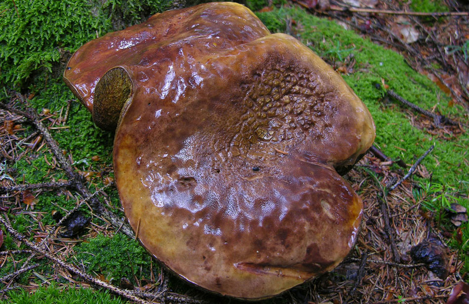 Pioggia per 2 giorni...i funghi arriveranno